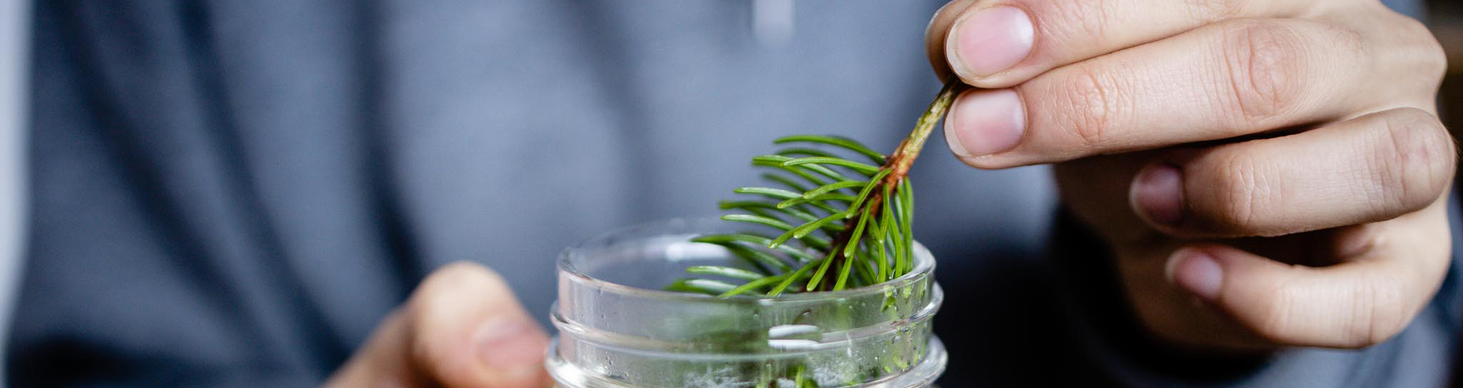 So recycelst du deinen Weihnachtsbaum