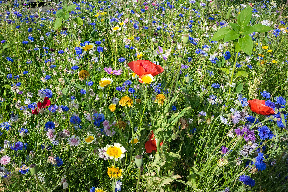 Bunte Blumenwiesen eignen sich als summendes Schlaraffenland