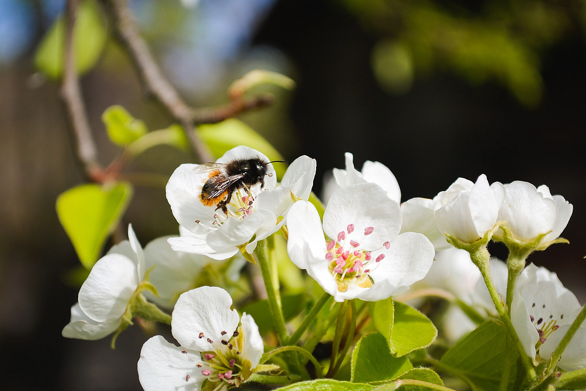Bienen sind wichtige Nutztiere – und vom Aussterben bedroht